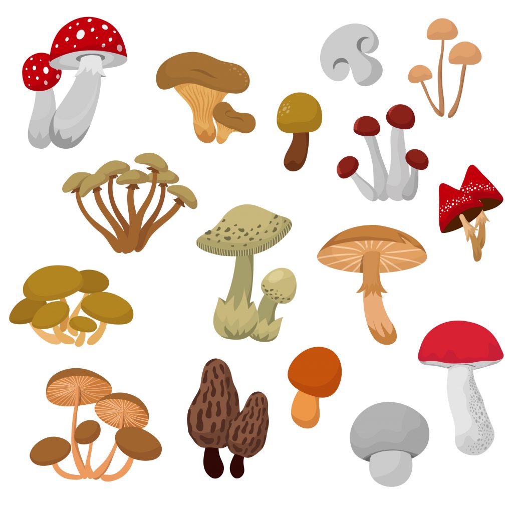 Can you get poisoned by touching a mushroom?