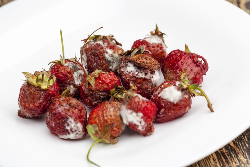 Can you get sick from eating moldy berries